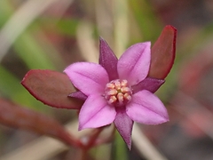 Boronia parviflora