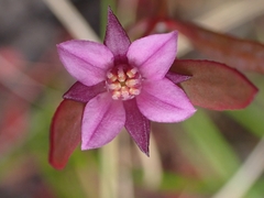 Boronia parviflora