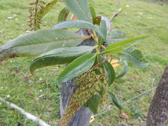 Escallonia pendula