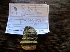 Pyrofomes juniperinus