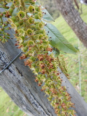 Escallonia pendula