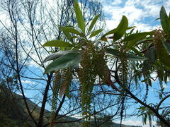 Escallonia pendula