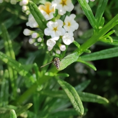 Allograpta hortensis