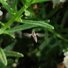 Allograpta hortensis
