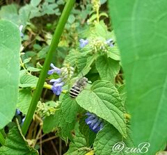 Anthophora marginata