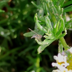 Allograpta hortensis