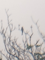 Dicrurus macrocercus cathoecus