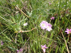 Geranium retrorsum
