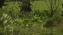 Echinodorus cordifolius