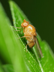 Physoclypeus