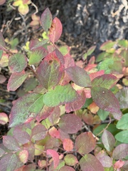 Vaccinium membranaceum