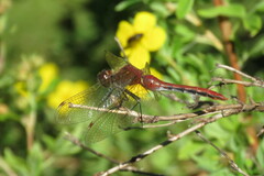 Sympetrum internum