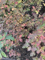 Vaccinium membranaceum