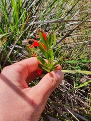 Adenanthos