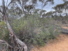 Leptospermum coriaceum