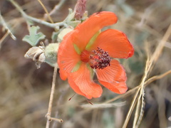 Sphaeralcea laxa
