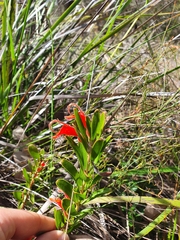 Adenanthos