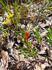 Adenanthos