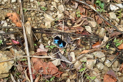 Junonia orithya orithya