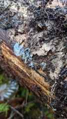 Byssocorticium caeruleum