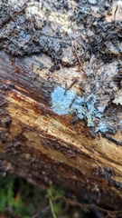 Byssocorticium caeruleum
