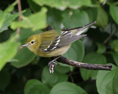 Setophaga castanea