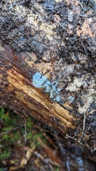 Byssocorticium caeruleum