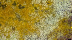 Byssocorticium caeruleum