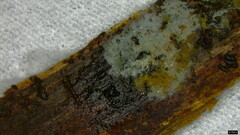 Byssocorticium caeruleum