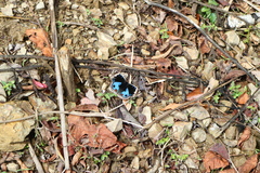 Junonia orithya orithya