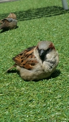 Passer domesticus