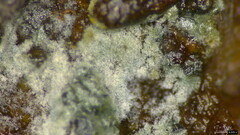 Byssocorticium caeruleum