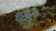 Byssocorticium caeruleum