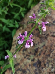 Stachys grandidentata