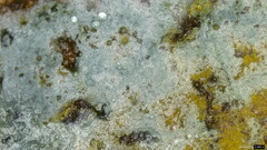 Byssocorticium caeruleum