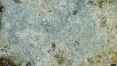 Byssocorticium caeruleum