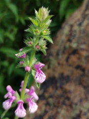 Stachys grandidentata