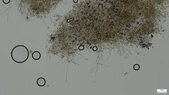 Byssocorticium caeruleum