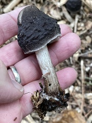 Pluteus