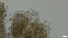 Byssocorticium caeruleum