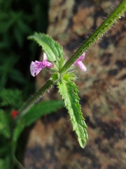 Stachys grandidentata