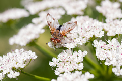 Ectophasia leucoptera