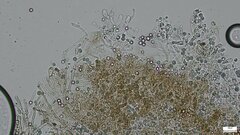 Byssocorticium caeruleum