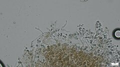 Byssocorticium caeruleum