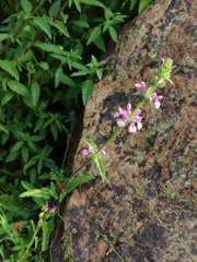 Stachys grandidentata
