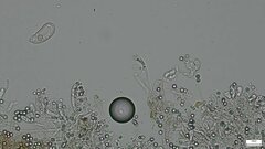 Byssocorticium caeruleum