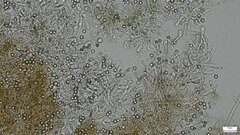 Byssocorticium caeruleum