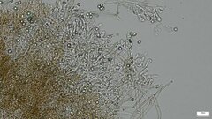 Byssocorticium caeruleum