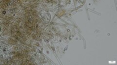 Byssocorticium caeruleum