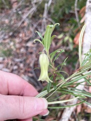 Billardiera scandens